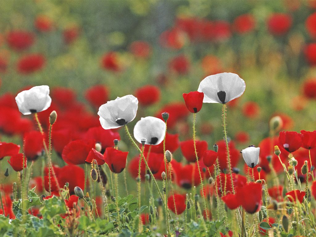Field with white and red poppies growing together