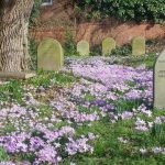 Carpet of purple crocuses among the gravestones in Reading burial ground, with a swing hanging from the oak tree over them