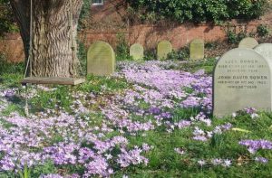 Carpet of purple crocuses among the gravestones in Reading burial ground, with a swing hanging from the oak tree over them
