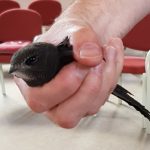swift held gently in a hand, in our Main meeting room