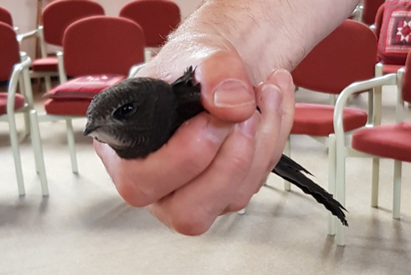 swift held gently in a hand, in our Main meeting room