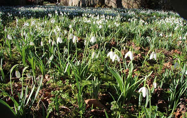 Snowdrops at Henley